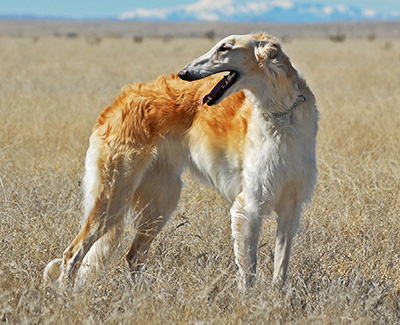 Top Open Field Courser 2006